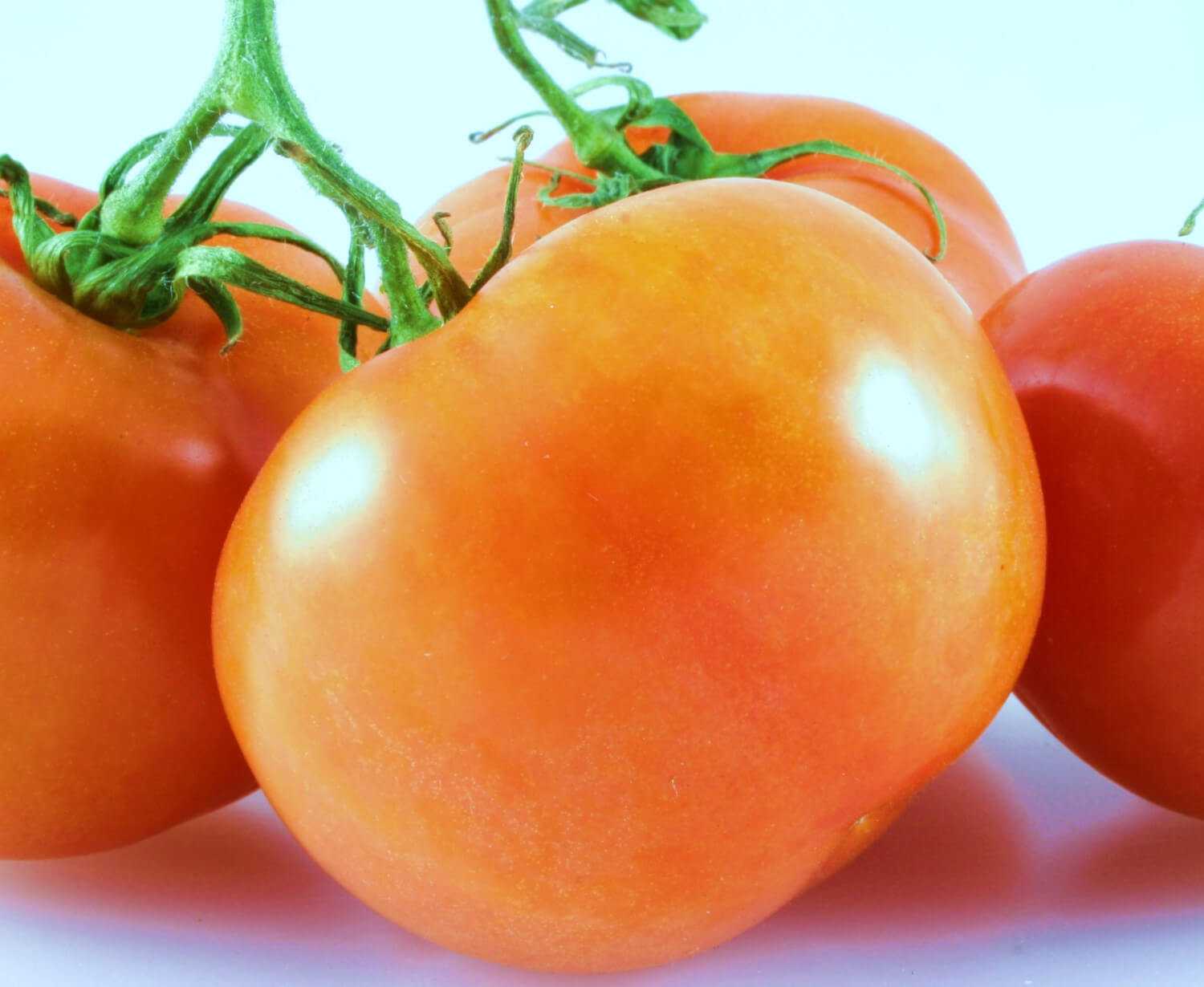 Среднеспелые сорта томатов: подробный перечень разновидностей помидор с описанием урожайности и рекомендациями по выращиванию в теплицах и открытом грунте