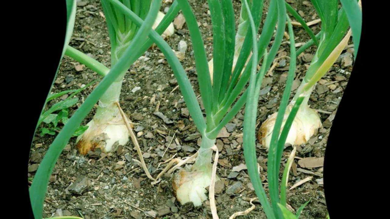 Как правильно посадить и вырастить лук весной?