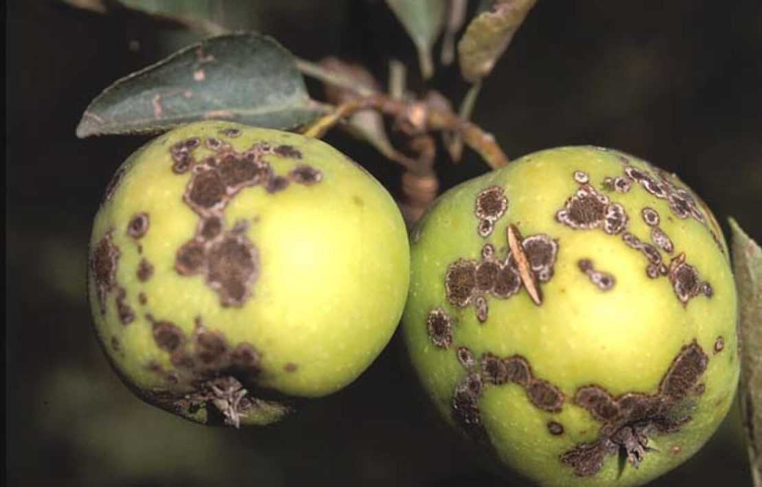 Парша яблони – профилактика, лечение