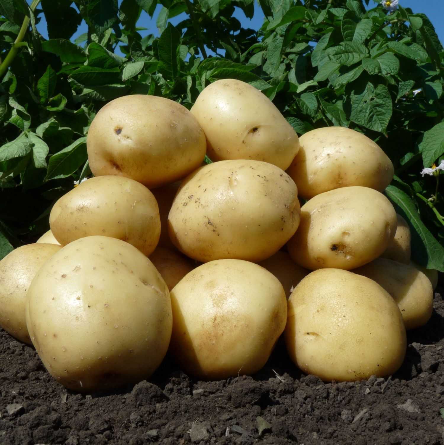 Картофель тимо: описание и характеристика, отзывы