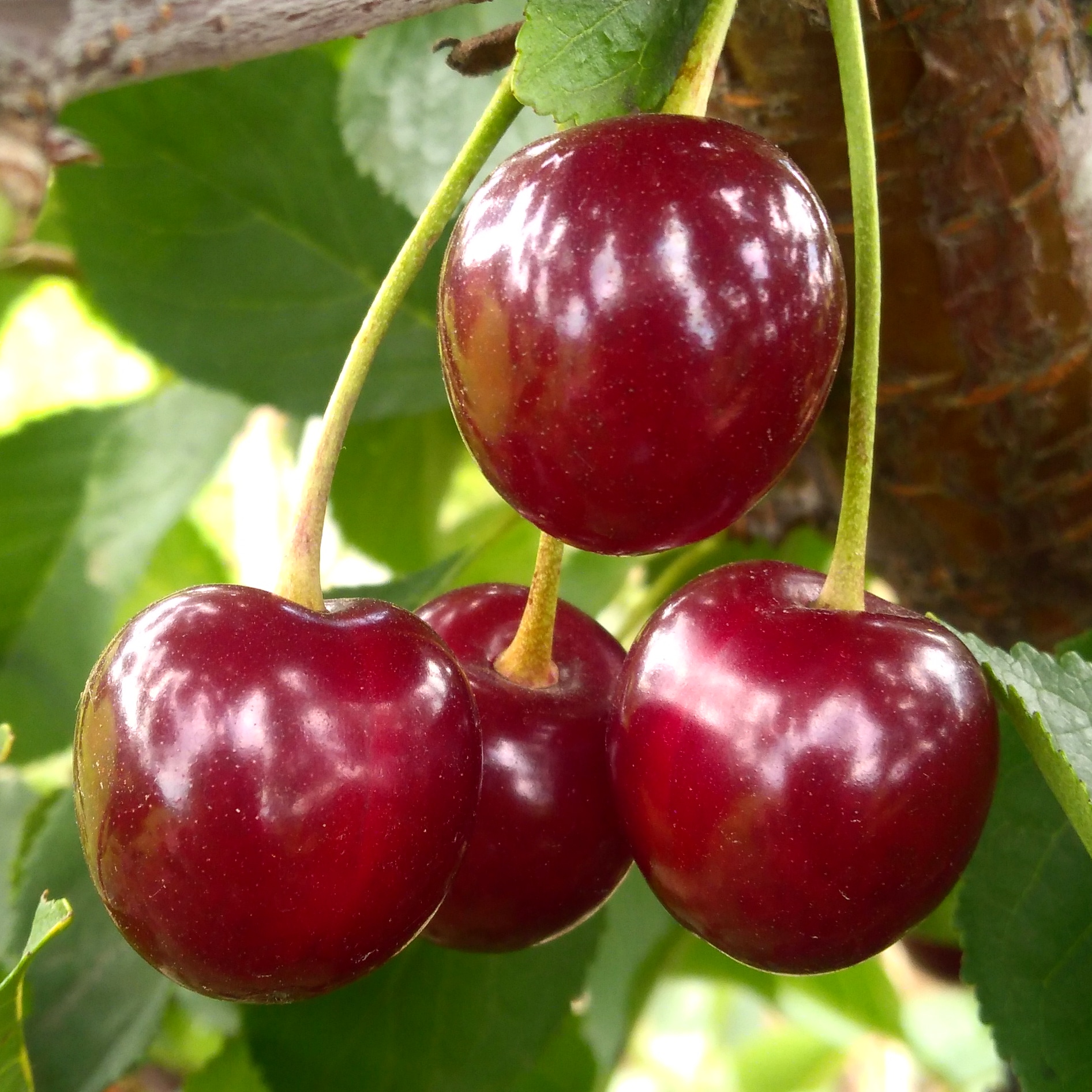 Описание сортов вишни для выращивания на урале