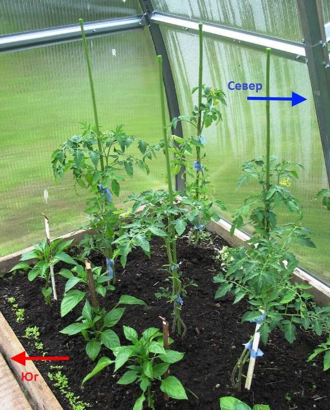 Что можно сажать и выращивать в теплице вместе с помидорами? можно ли посадить рядом томат и землянику?