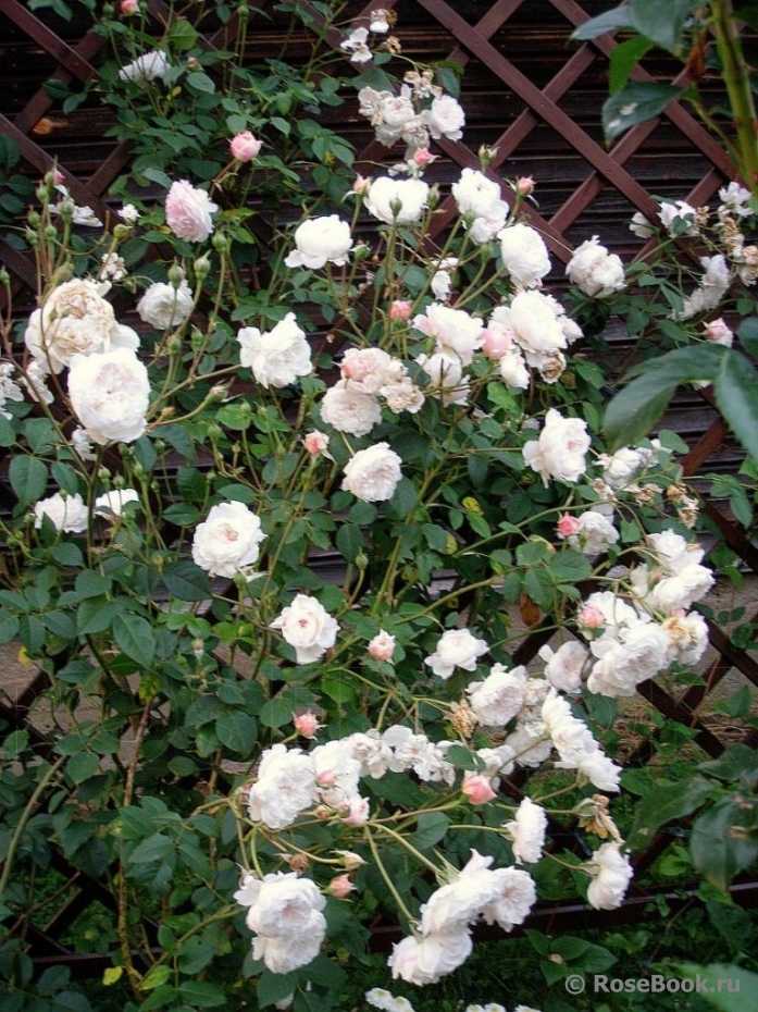 Розы клайминги: что необходимо знать