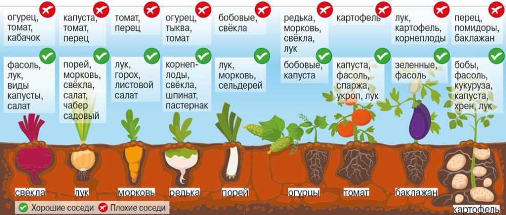 О том, когда сажают в Сибири огурцы на рассаду: сроки посадки, как сеять