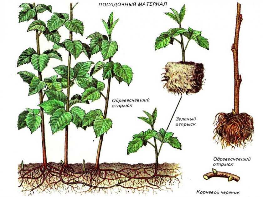 Ежемалина схема посадки