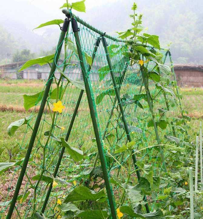 Огірки: посадка та догляд у відкритому ґрунті, як виростити з насіння, фото