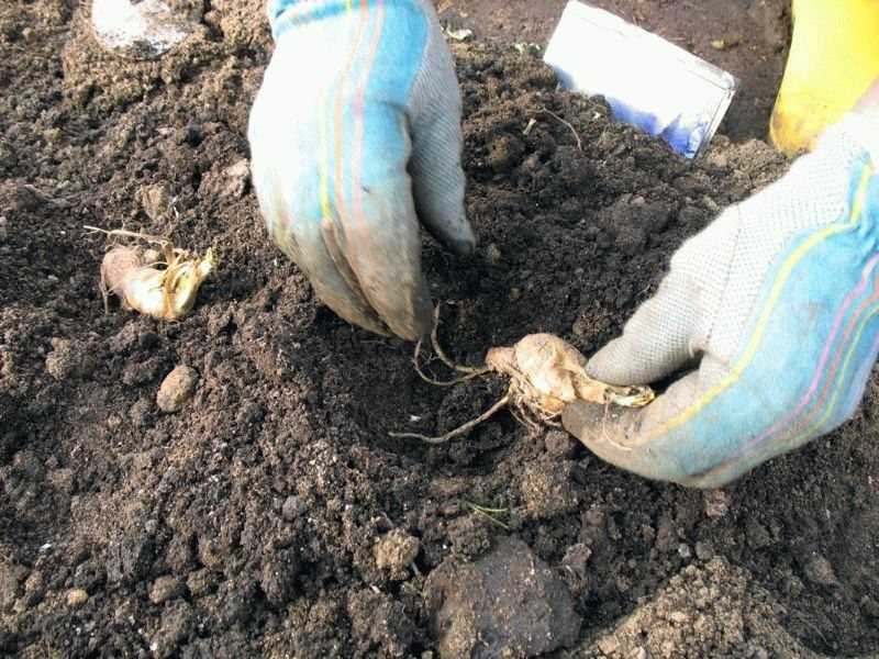 Как и когда сажать ирисы? выращивание ирисов