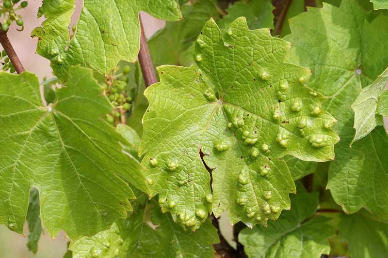 Опрыскивание винограда весной от болезней и вредителей