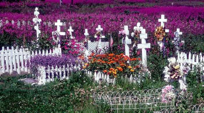 Какие растения можно садить на кладбище, а какие цветы, не нужно сажать на могиле