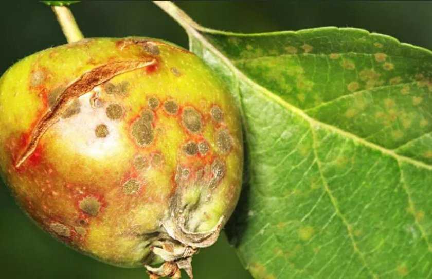 Букарка: признаки поражения растения и борьба с вредителем