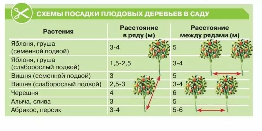 Схема посадки яблонь и груш на участке