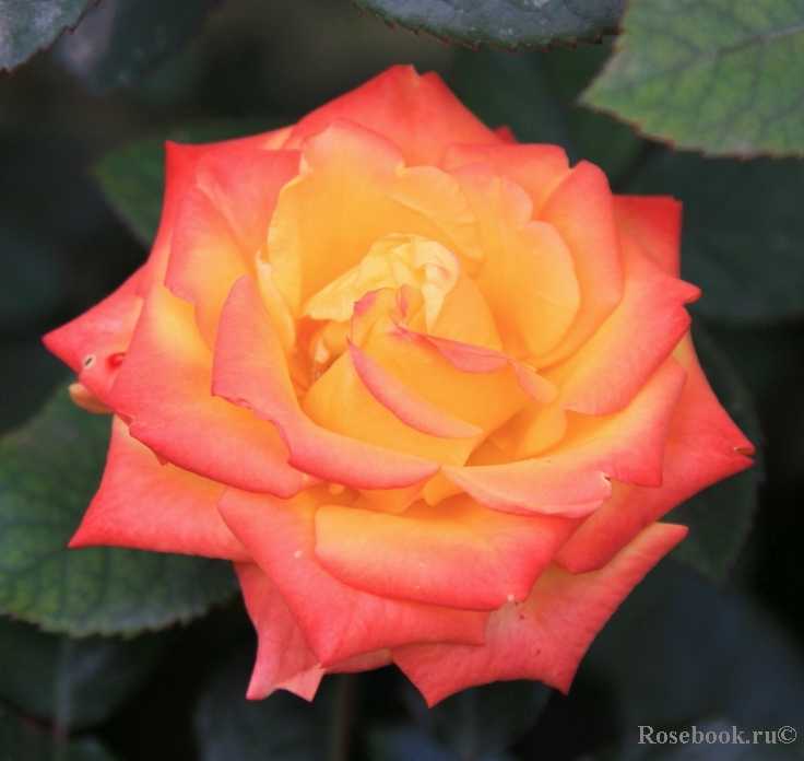 Розы флорибунда: фото, видео, названия и описание лучших сортов роз группы флорибунда