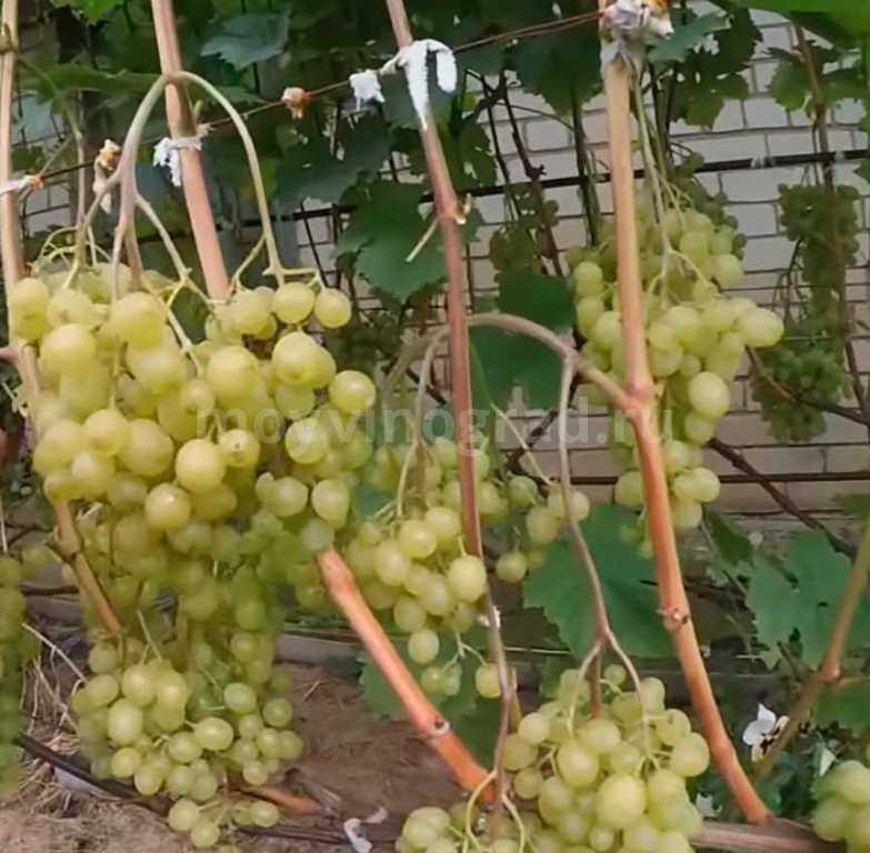 Светлый и ранний виноград алёшенькин: особенности посадки, выращивания и ухода