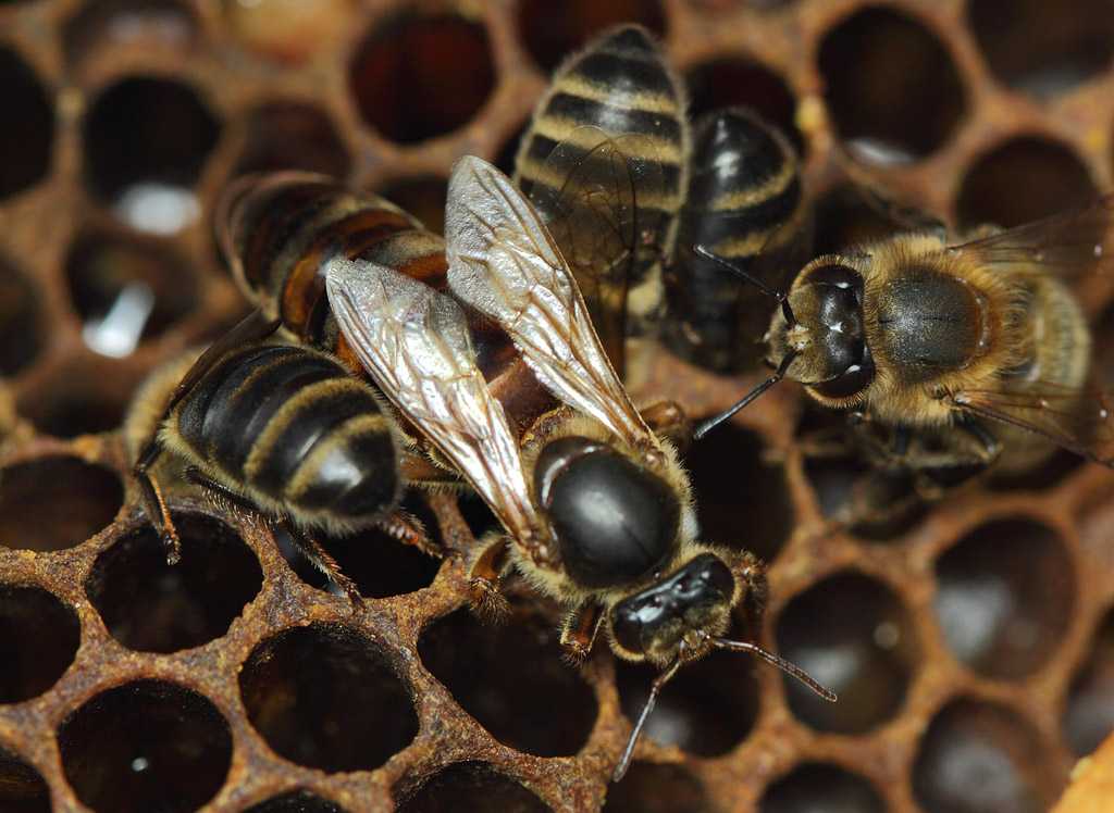 Пчелы пчелиная матка