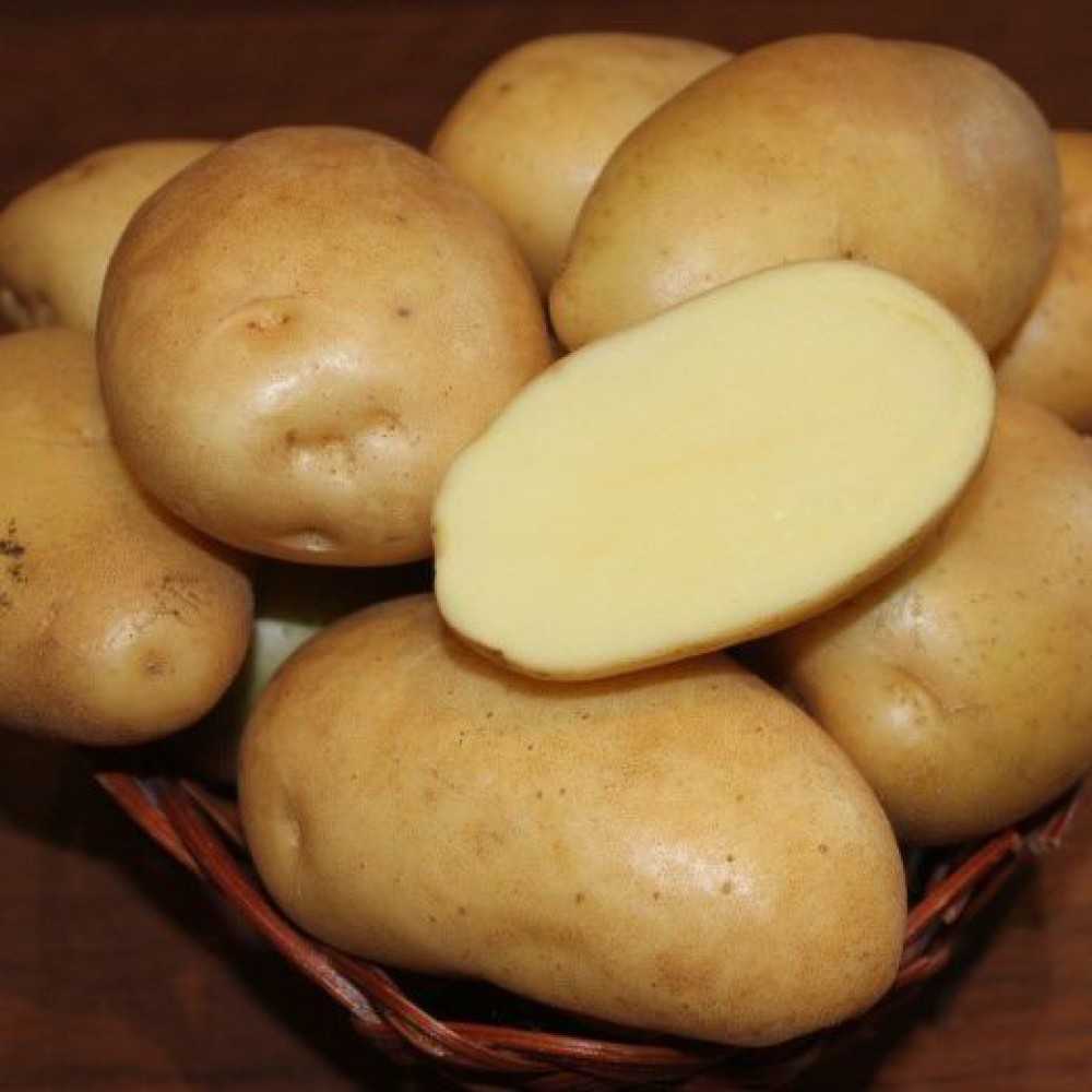 Картофель "фермер" с подробным описанием сорта, фото, отличительные характеристики