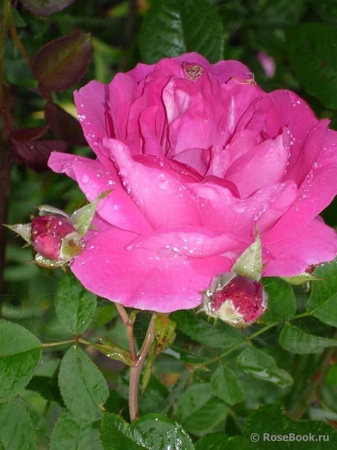О розе morden blush: описание и характеристики сорта канадской парковой розы