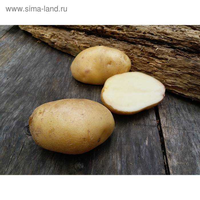 Сорт картофеля «алена» – описание и фото