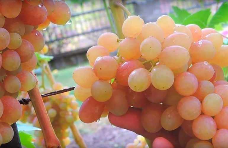Виноград тасон — столовый раннеспелый и урожайный сорт