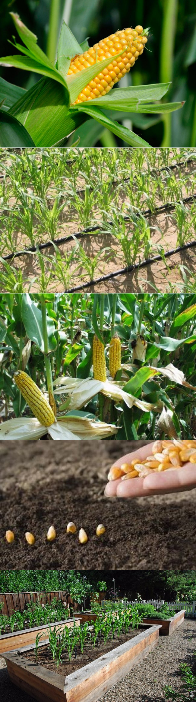 Как посадить кукурузу в огороде. Кукуруза на грядке. Кукуруза амеро. Кукуруза в открытом грунте. Посадка кукурузы.