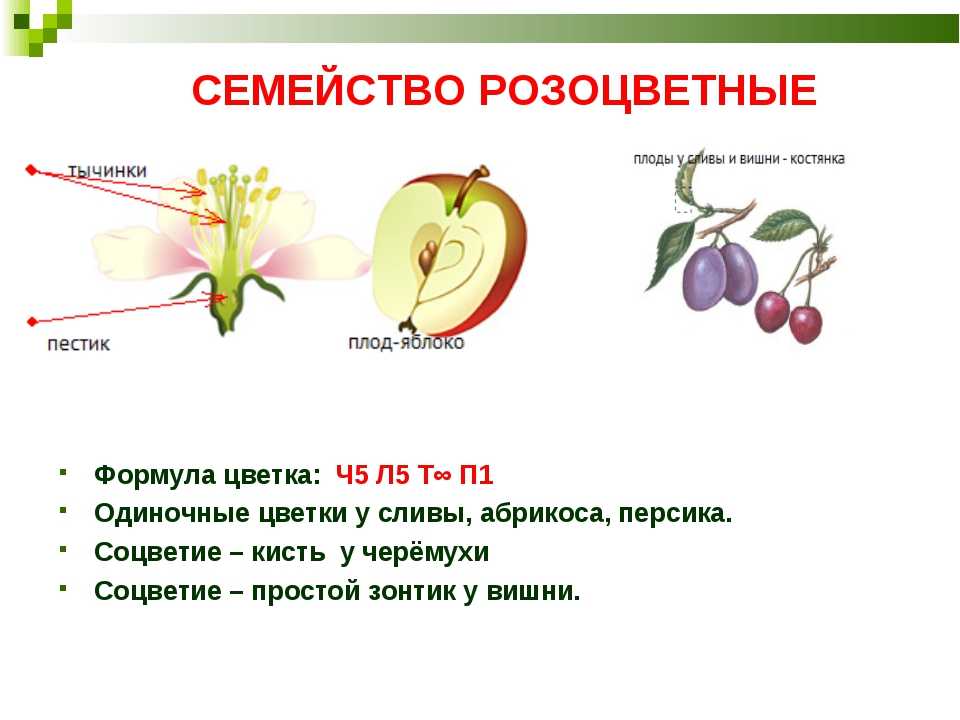 Какую функцию выполняет плод яблони. Яблоня семейство Розоцветные 6 класс. Семейство Розоцветные строение цветка формула. Формула семейства Розоцветные 6 класс. Формула цветка семейства Розоцветные 6 класс биология.