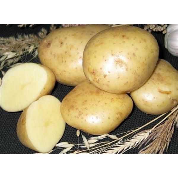 Картофель тимо (тимо ханкиян): описание, фото, урожайность, характеристики сорта, посадка и уход