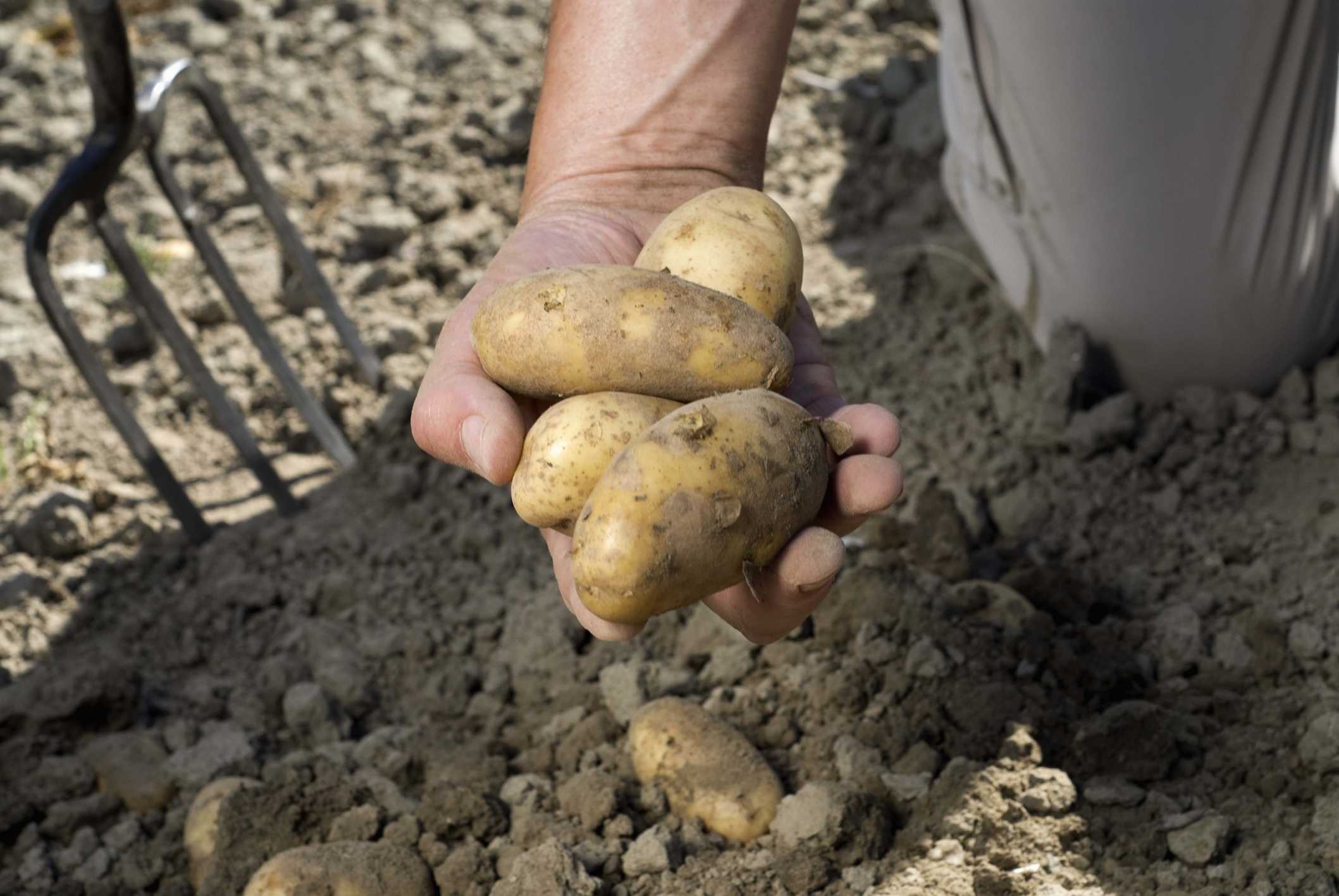 Сонник копать и собирать картошку. к чему снится копать и собирать картошку видеть во сне - сонник дома солнца
