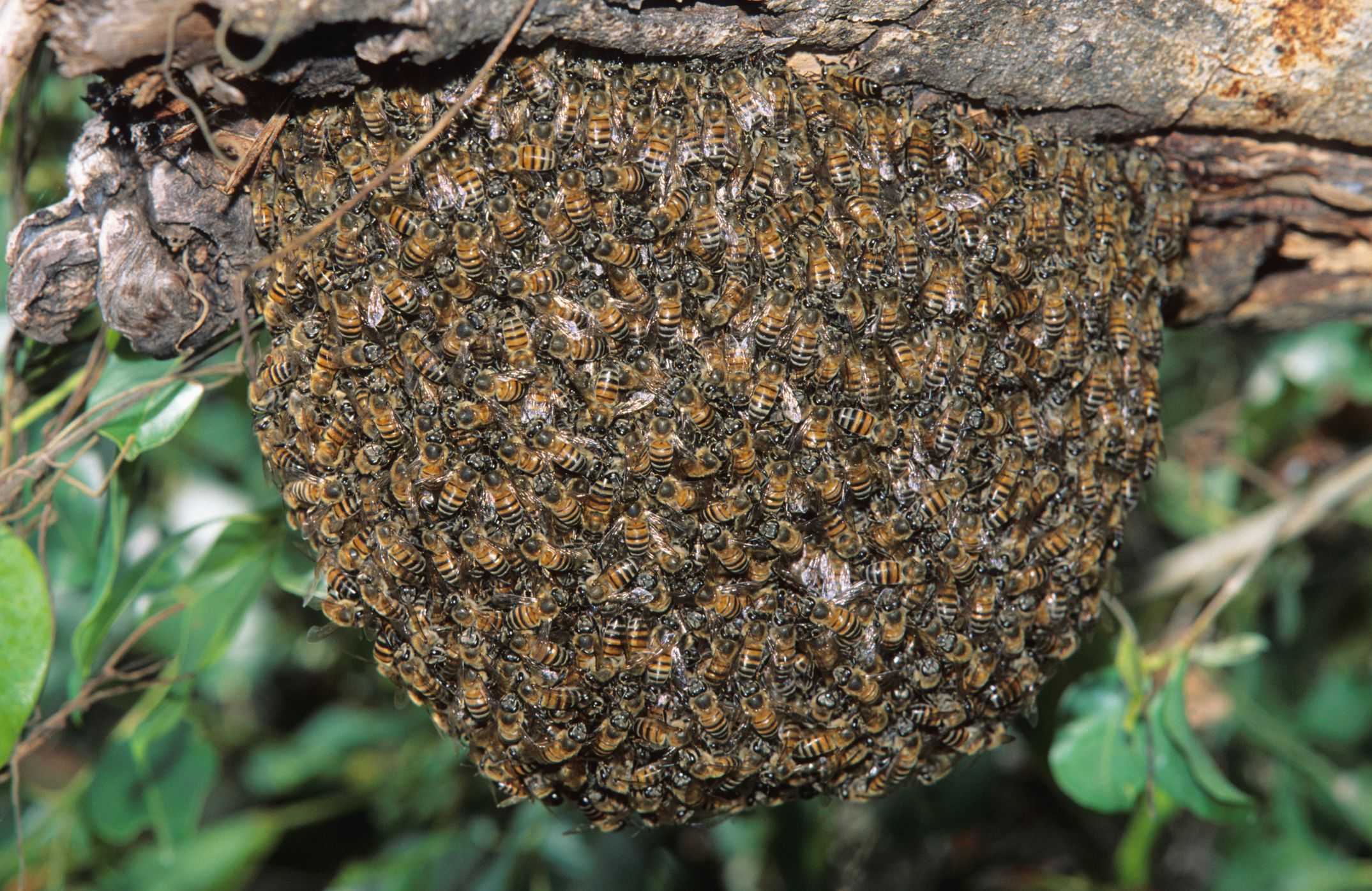 Причины, признаки и способы борьбы с воровством пчел