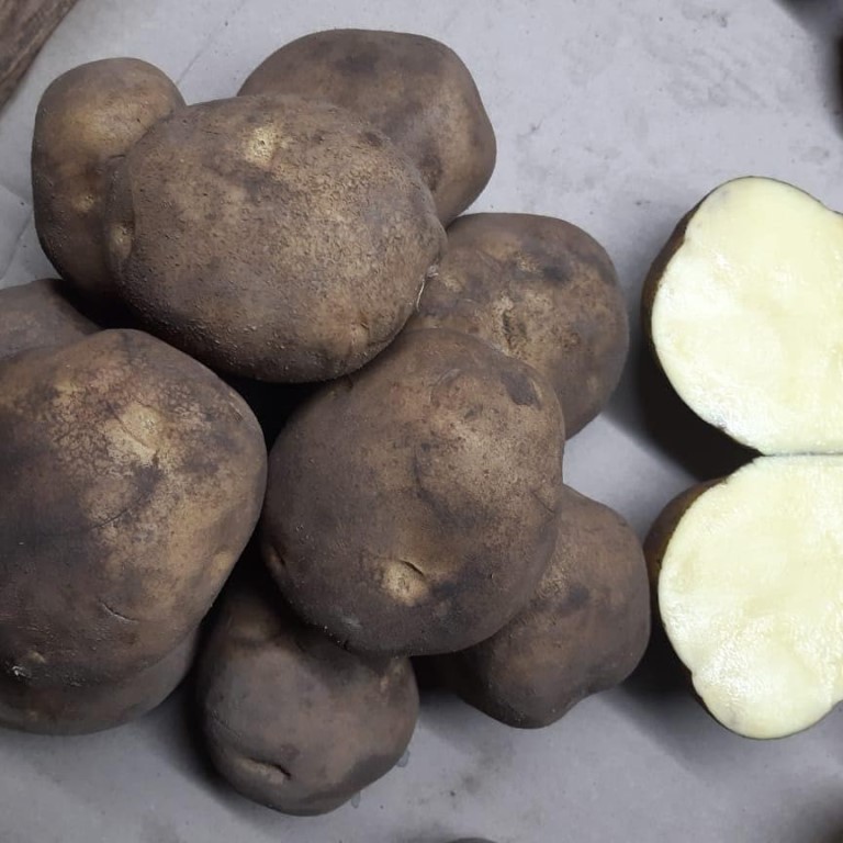 Сорт картофеля рамона. описание и характеристика