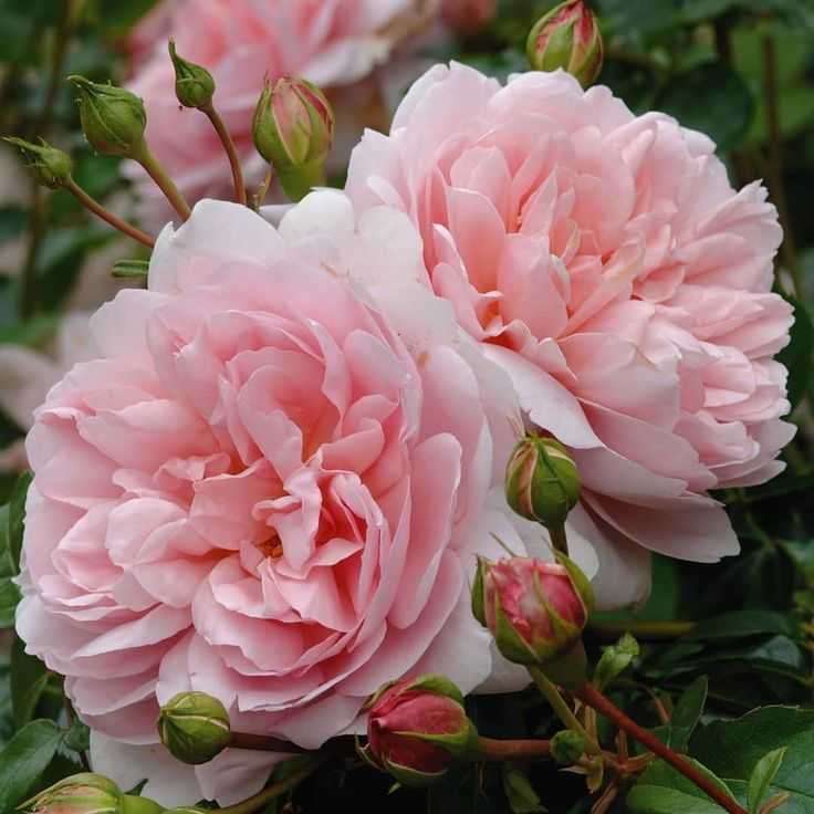 О самых неприхотливых и зимостойких сортах роз для дачи, долгоцветущие розы