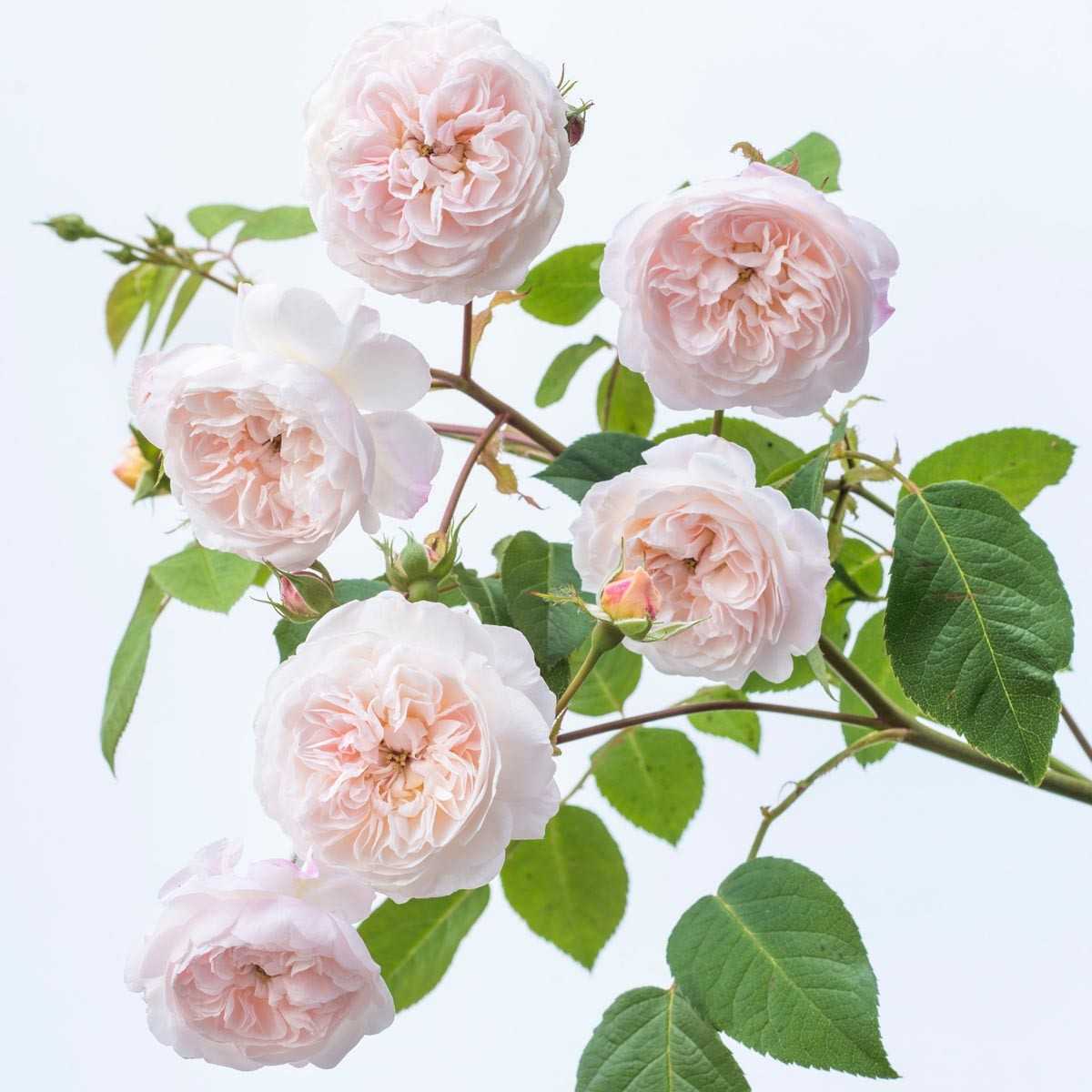 Какие сорта относятся к розам клаймберы