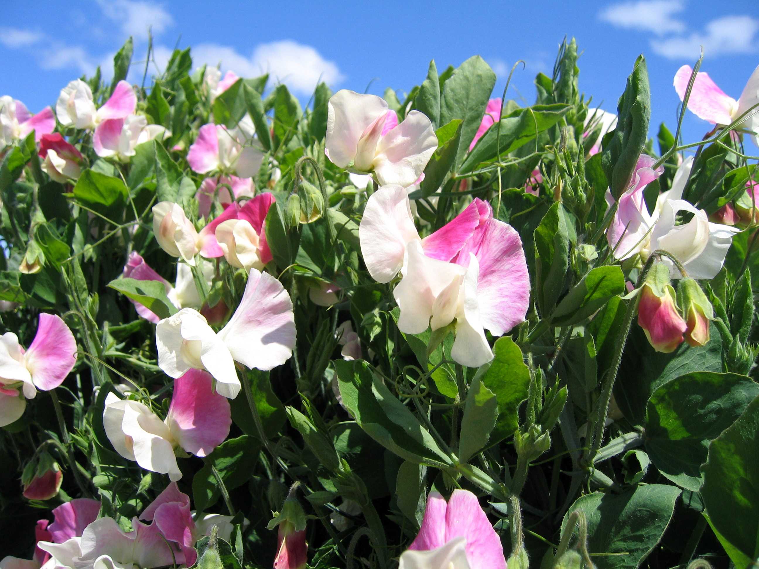 Душистый горошек (Lathyrus odoratus)