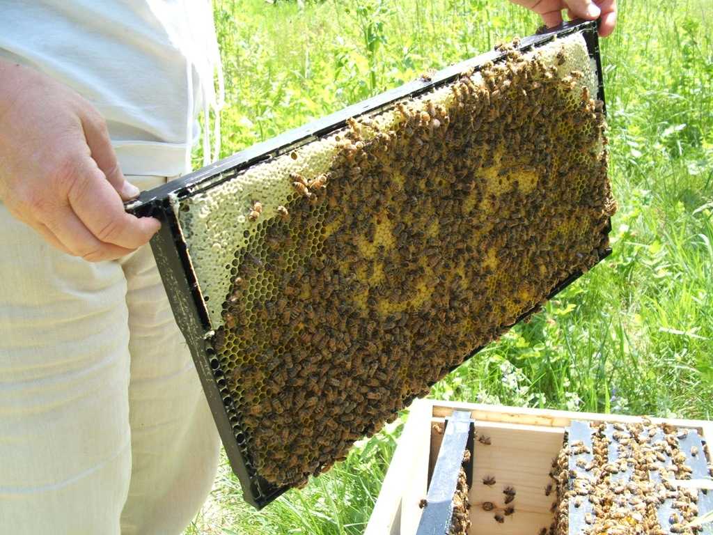 Для чего нужна вощина для пчел?