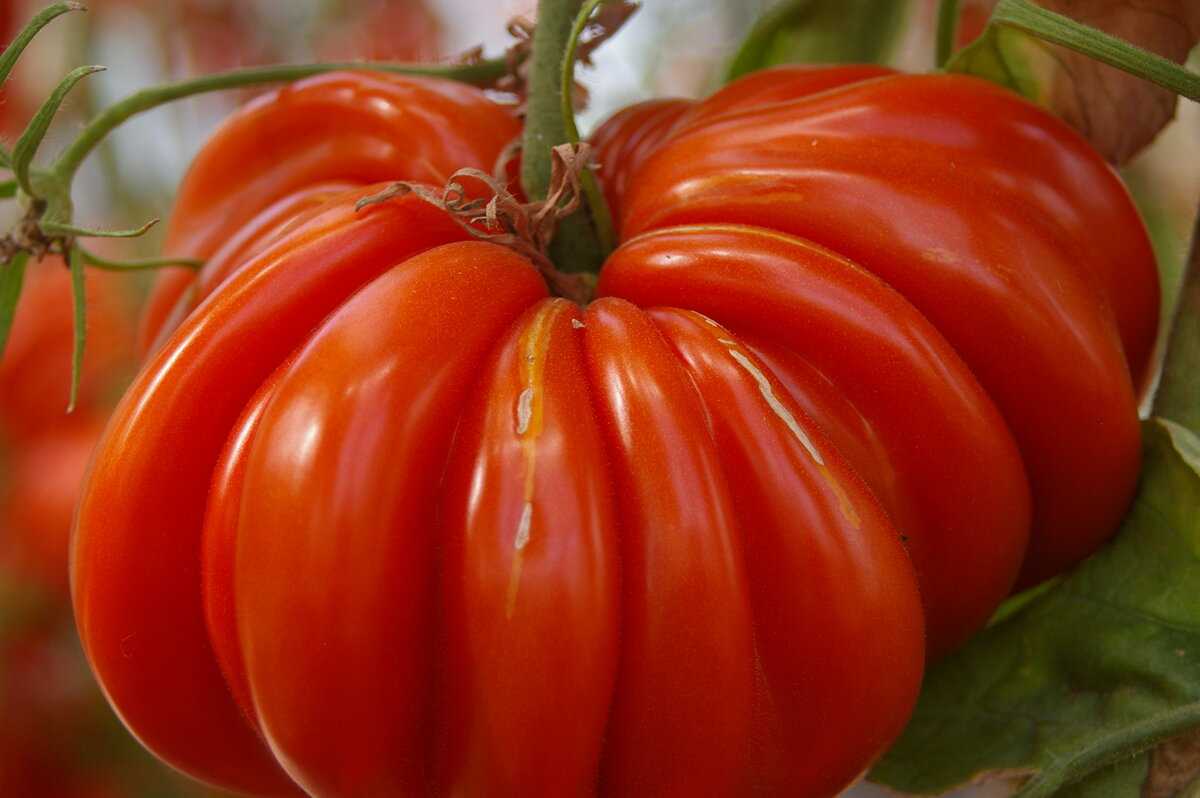 Красавица без недостатков — сорт томата «татьяна»
