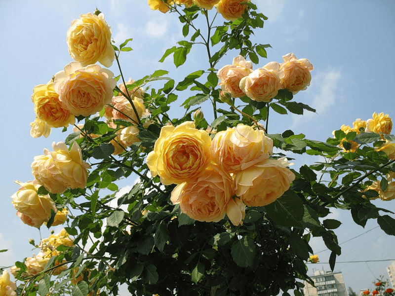 Сорт розы голден селебрейшен фото и описание
