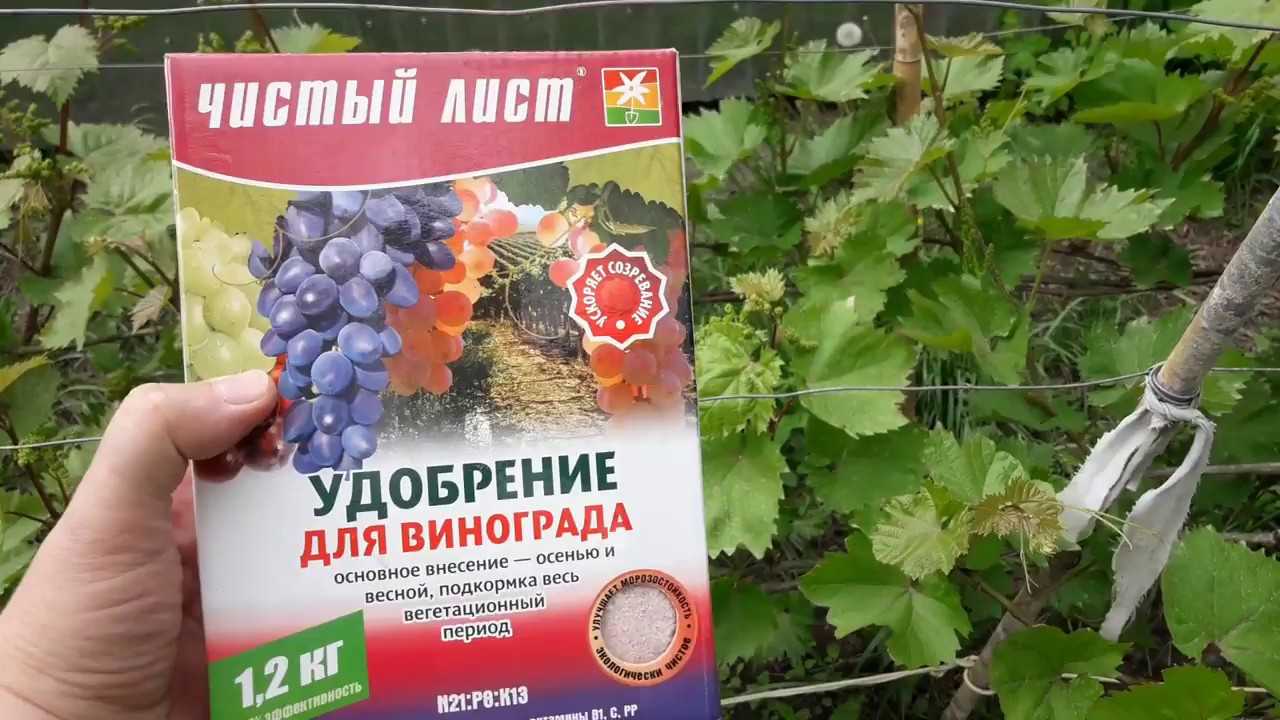 Саженцы Винограда Ростов Купить