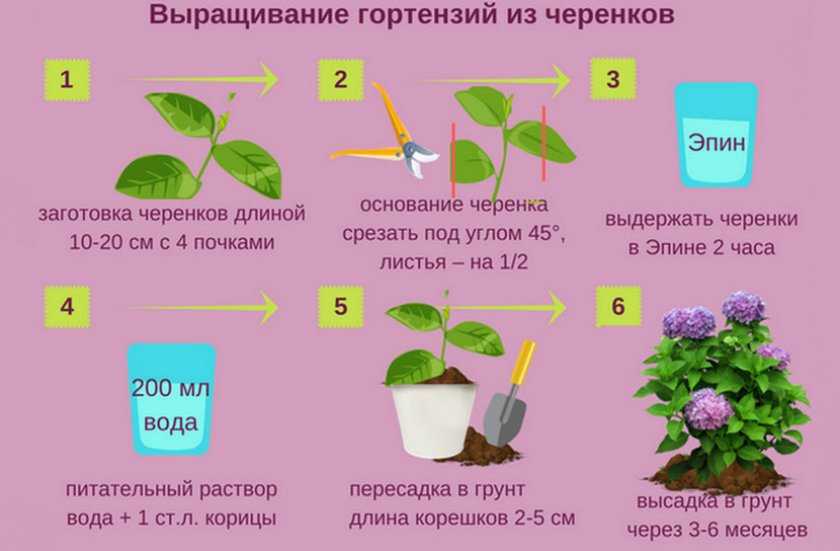 О подкормке хосты (удобрения и полив растения для хорошего роста)