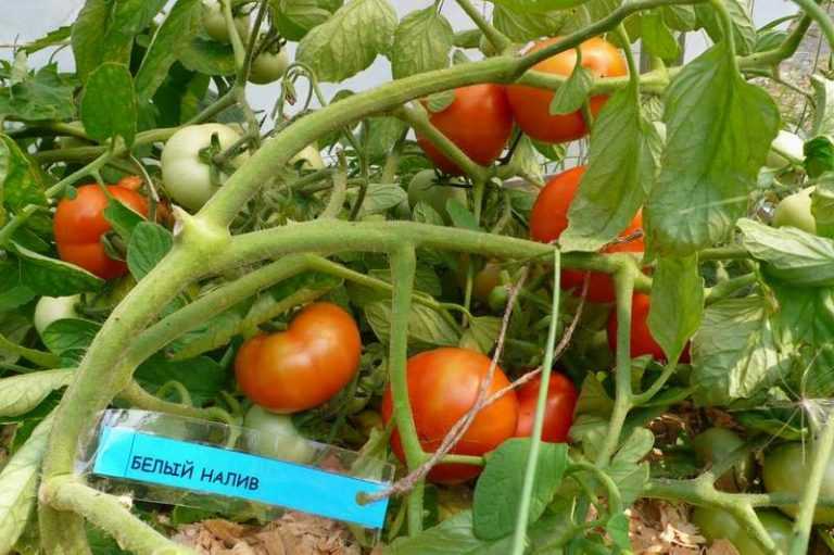 Как вырастить сорт томатов белый налив