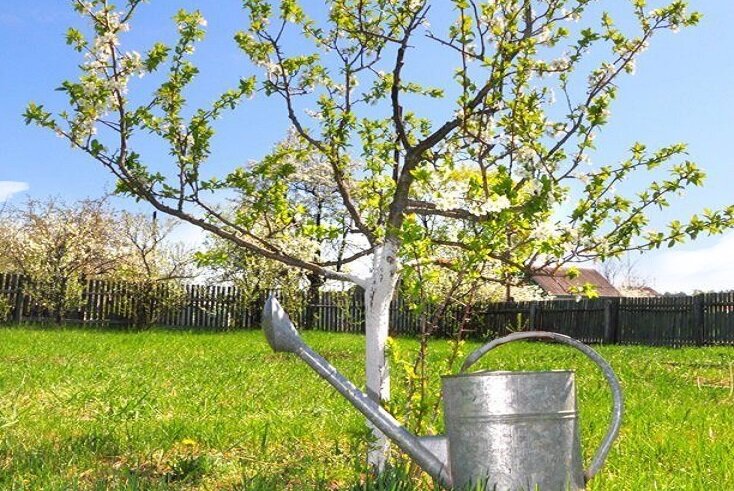 Чем подкормить фруктовые деревья весной