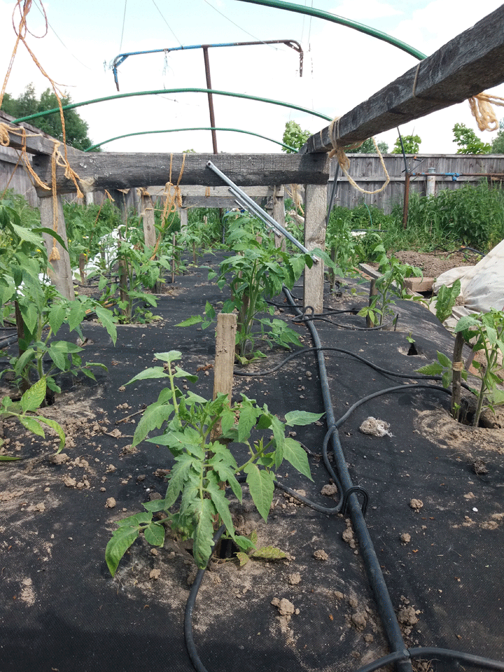 После высадки томатов в грунт
