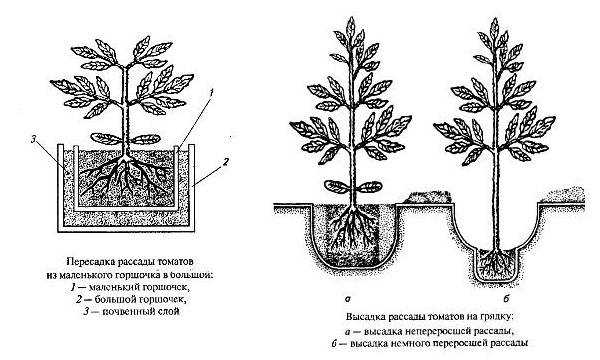 Инструкция по выращиванию рассады огурцов