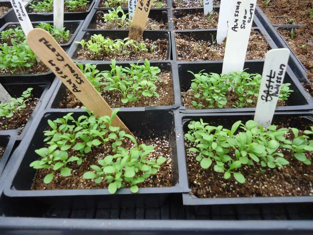 Как вырастить черемшу из семян: способы посадки и размножения на даче