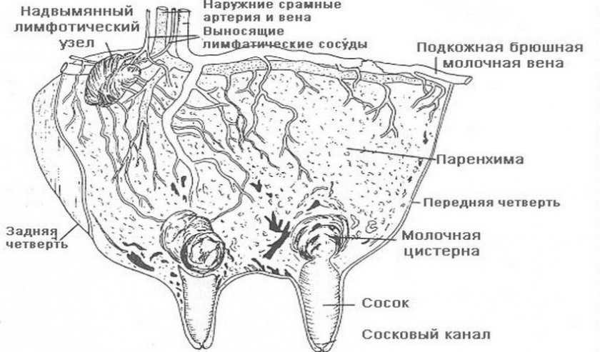 Схема вымени коровы