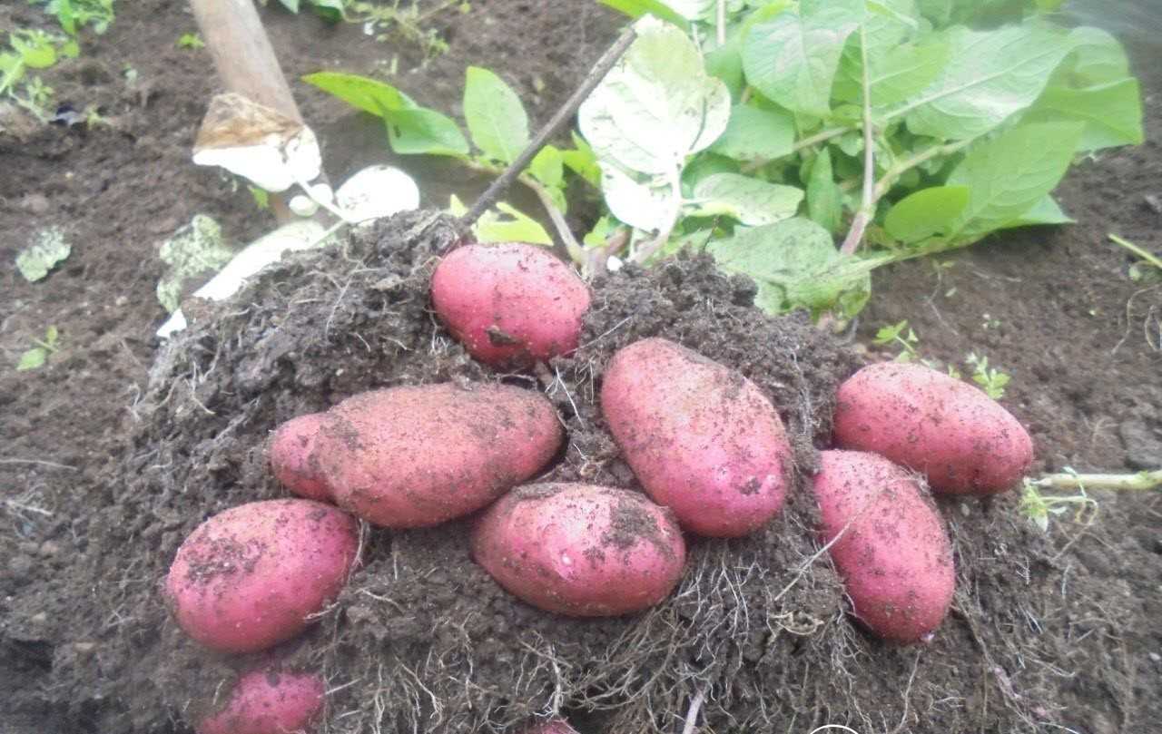 Ред Скарлет: описание сорта картофеля, характеристики, агротехника
