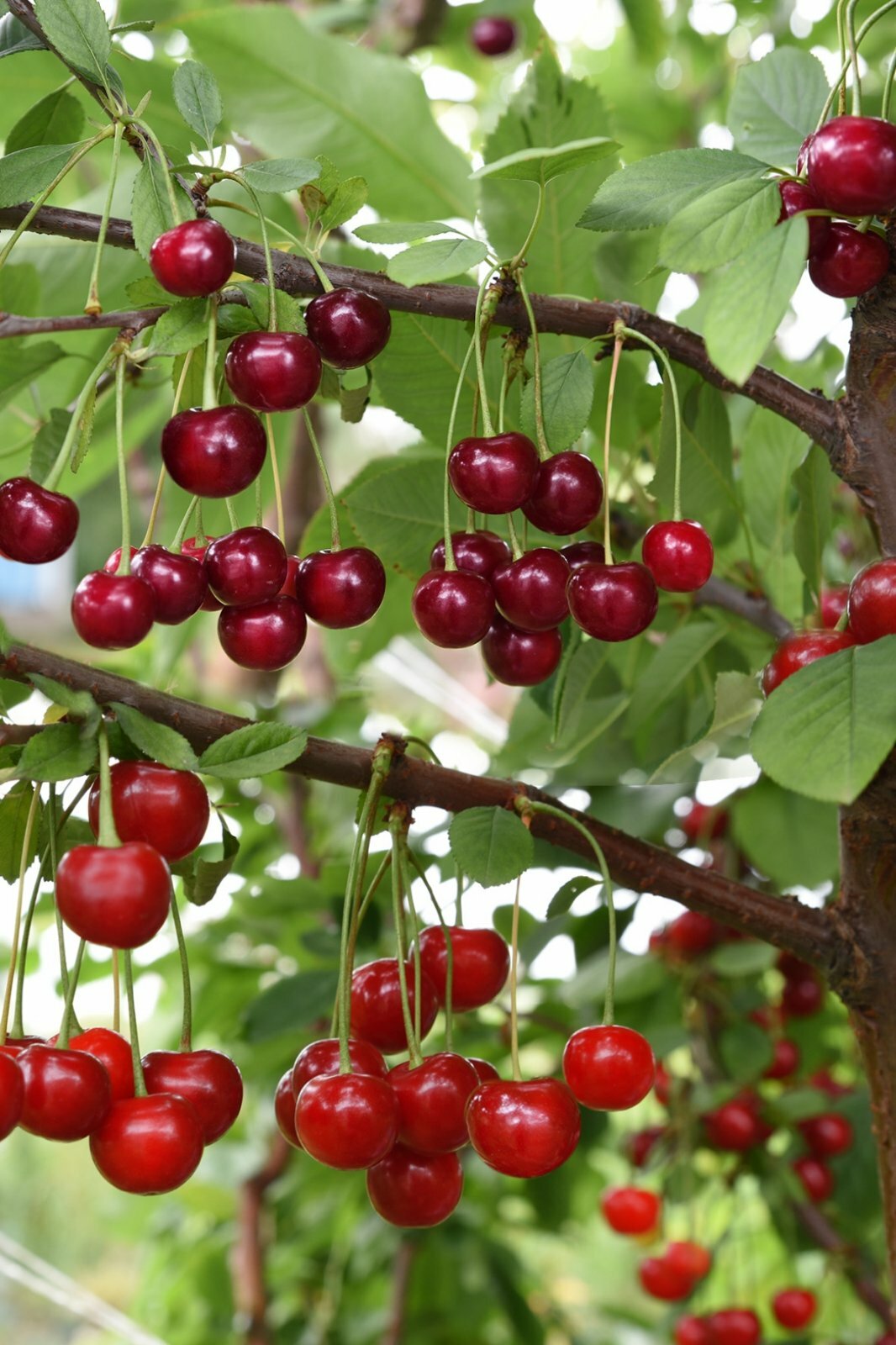 О дереве вишни: созревание, рост, цветение, описание, разновидности