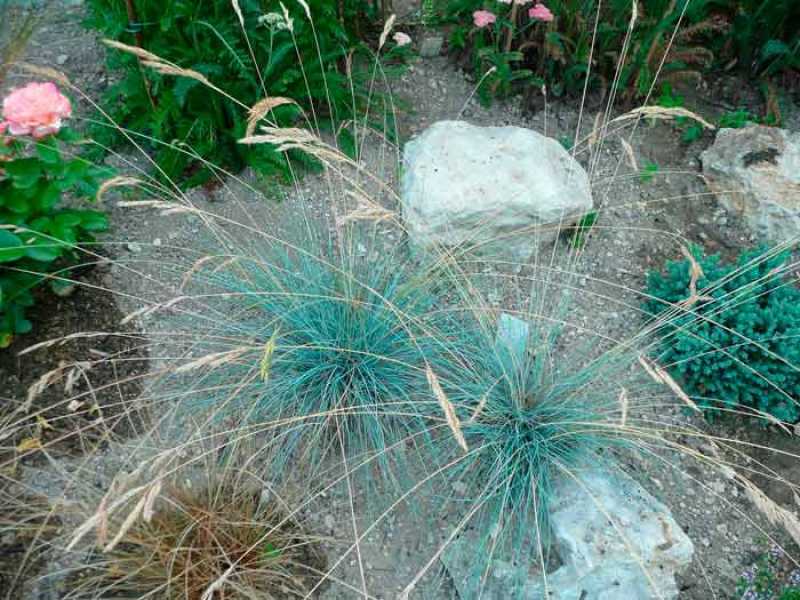 О траве ряска: как выглядит, полезные свойства растения, где применяется