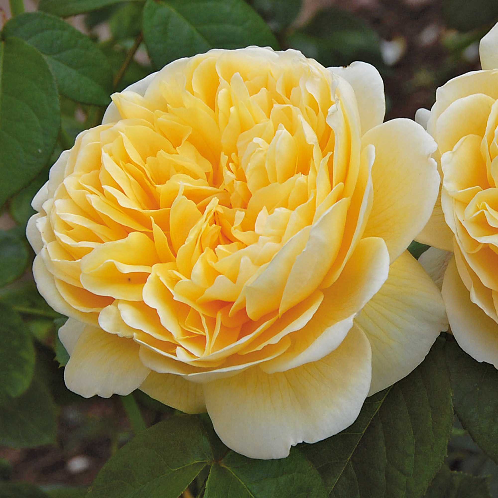 Cорта белых роз с описанием и фото цветущих кустов