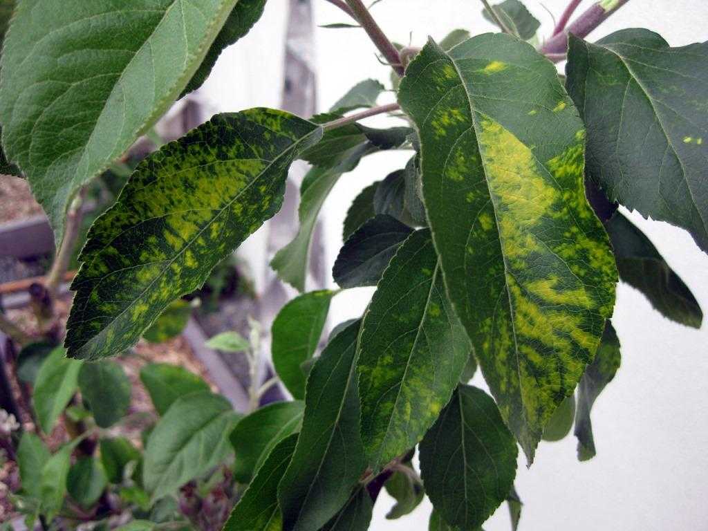 Ржа на листьях яблони. коричневые пятна на яблоне- причины появления и методы борьбы с болезнью
