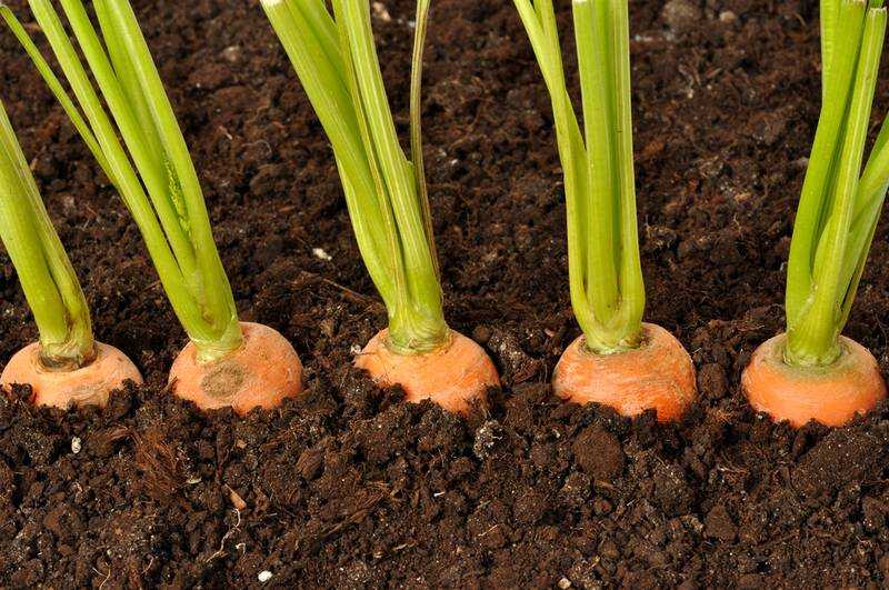 Морковь в гранулах: правильная посадка и уход в открытом грунте, через сколько дней всходят семена после посева, что делать, чтобы быстро взошли, почему не растут?