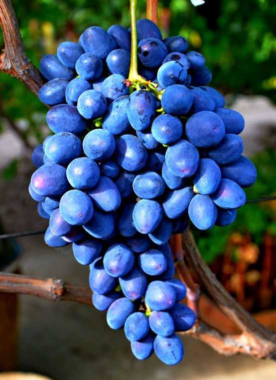 Описание винограда аватар фото отзывы. Саженцы винограда. Сорт винограда аватар.