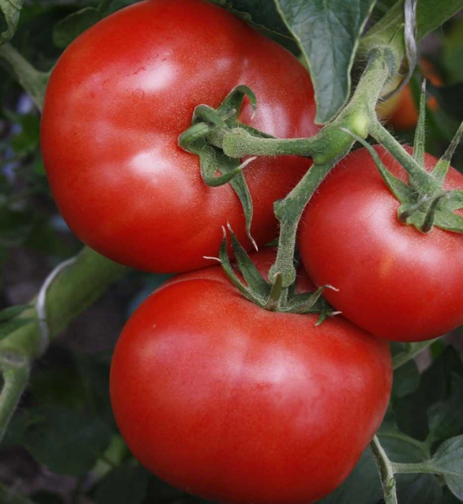 Главные достоинства сорта томата «алеша попович»